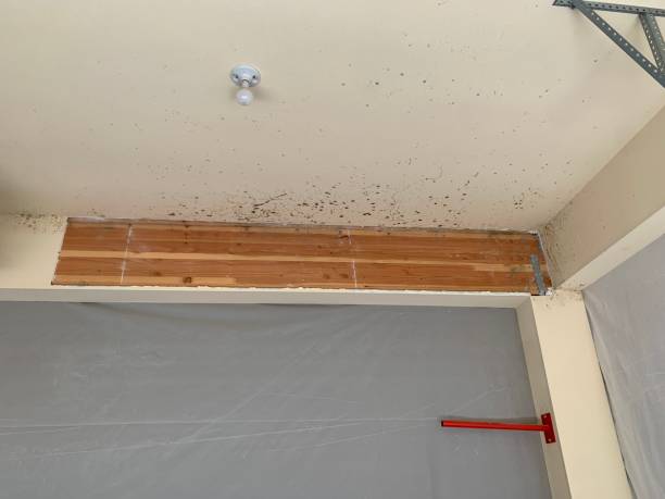 Forensic Mold Investigation in Fuller Heights, FL